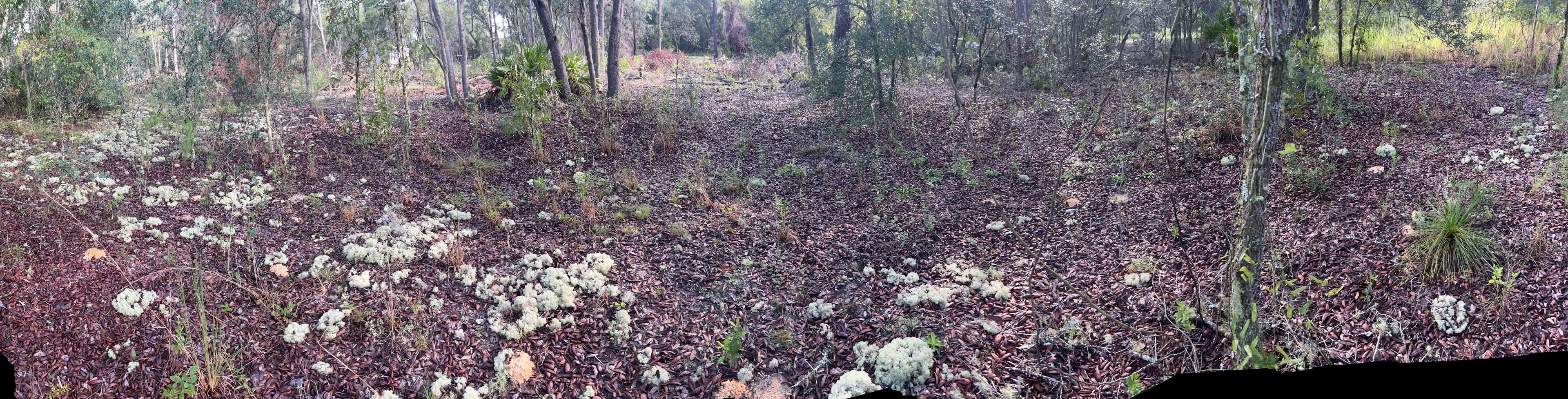 Wide Site Overview